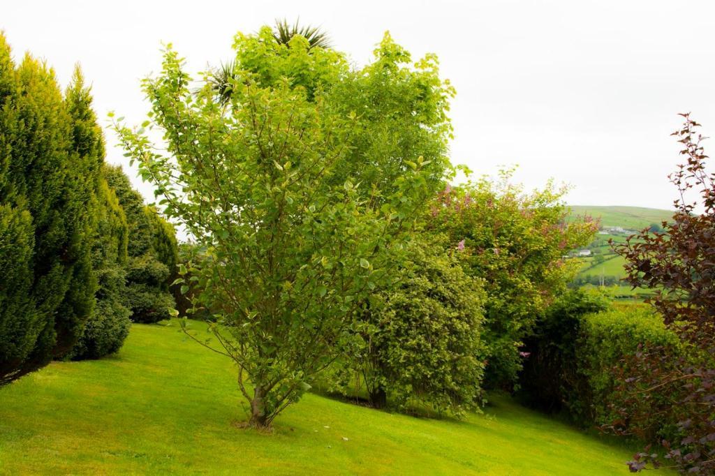 Garron View Bed & Breakfast Cushendall Ngoại thất bức ảnh
